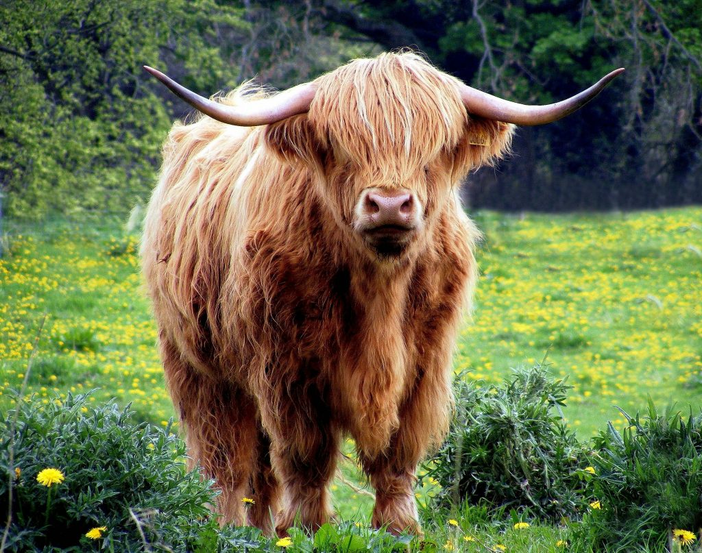 Brown Bull Standing in Green Grass Field at Daytime Photography