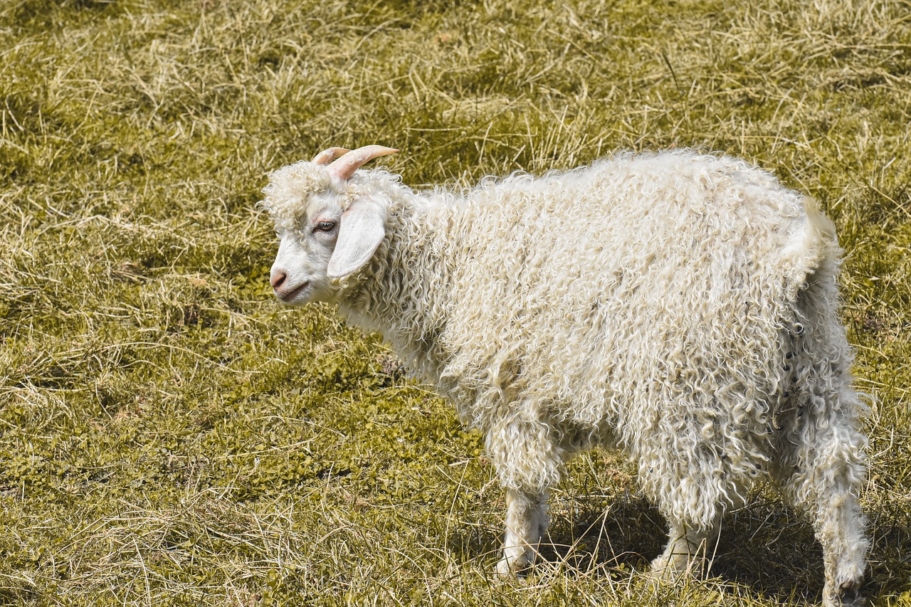 goat, horns, goatee