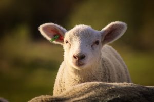 sheep, lamb, northern germany