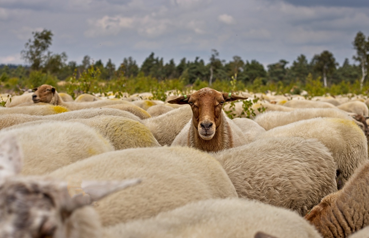 herd of sheep, sheep, nature