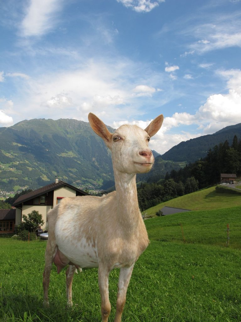 goat in austria, austria, goat