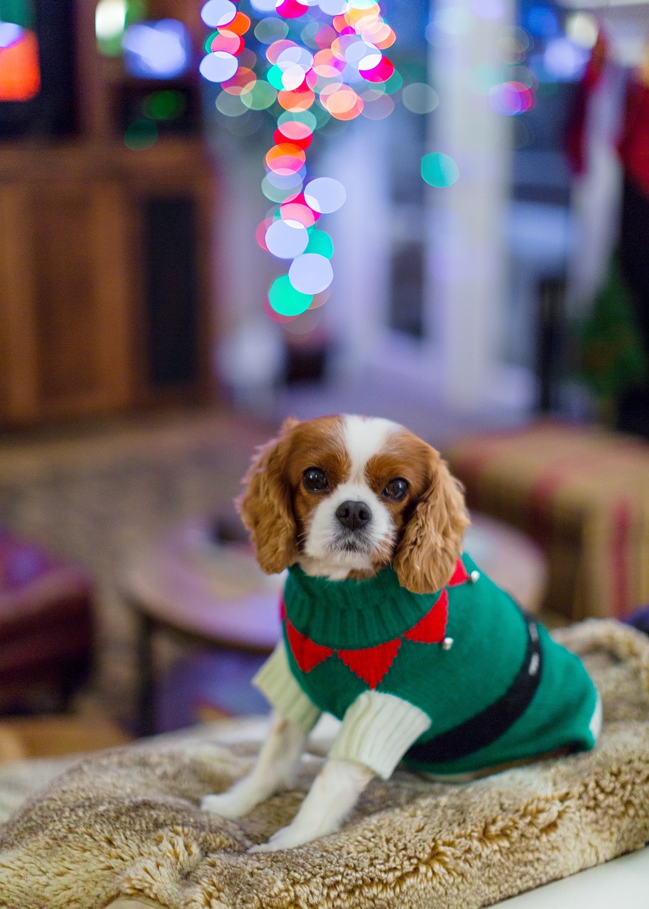 cavalier king charles spaniel, animal, spaniel