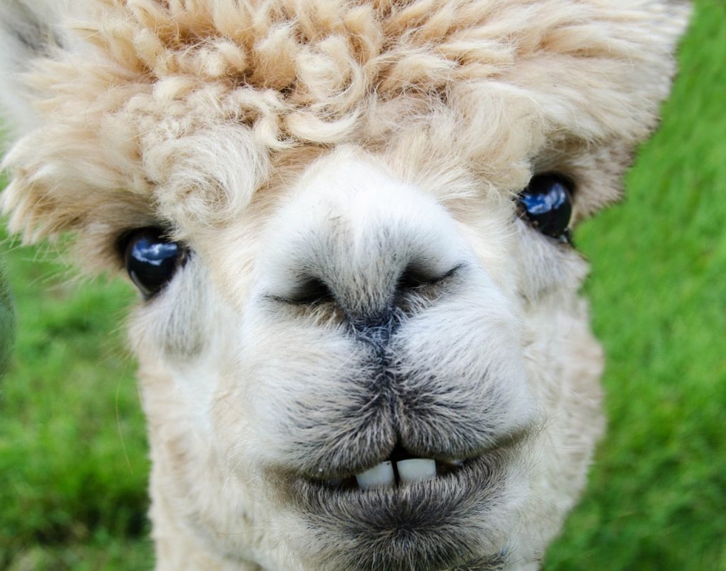 alpaca, smile, teeth