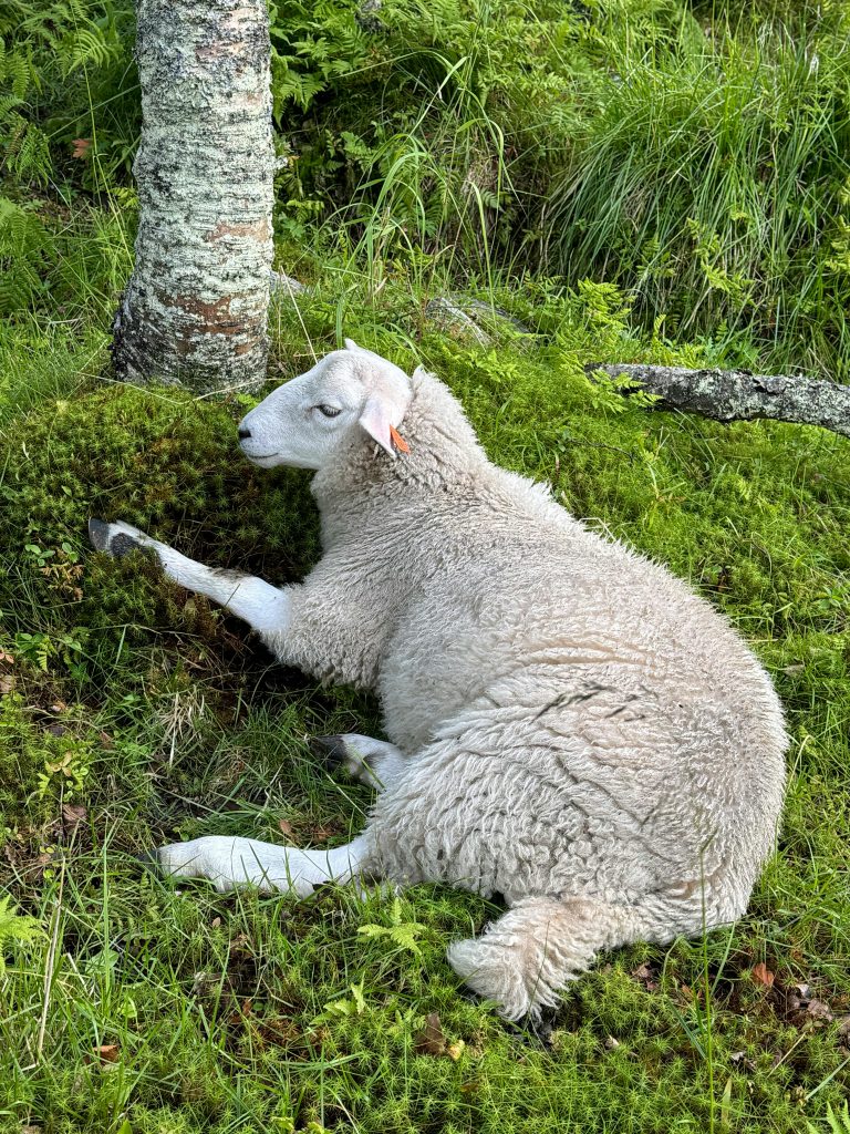 A sheep is laying down in the grass next to a tree