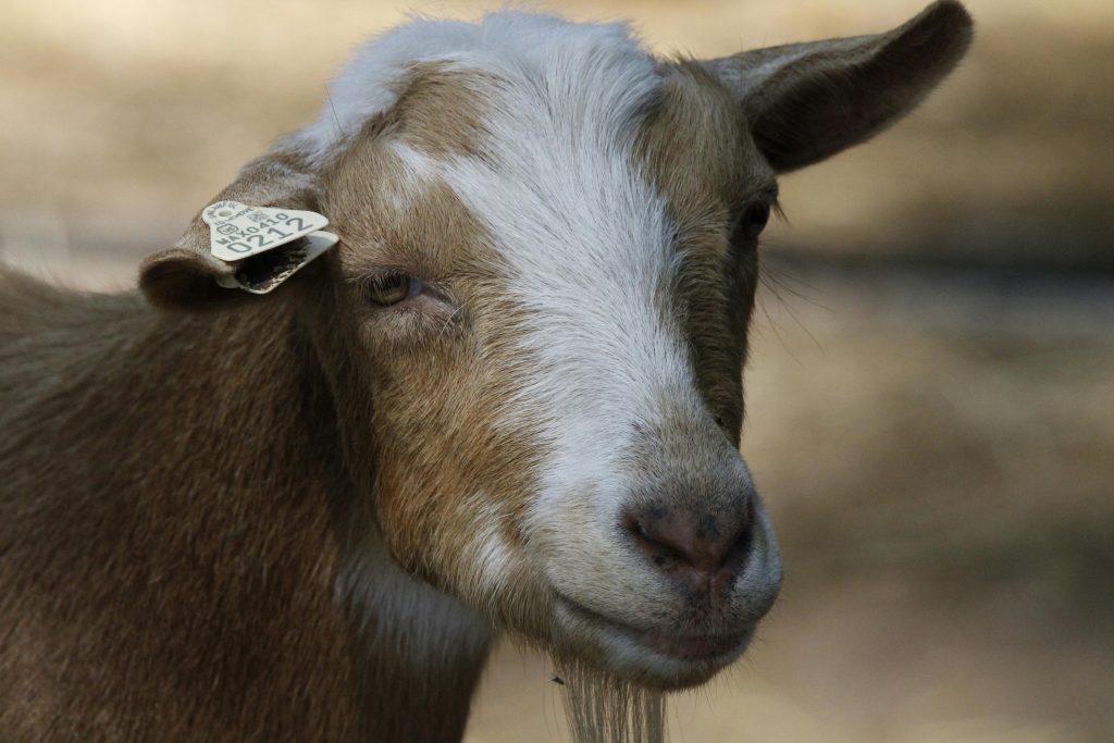 Free stock photo of animals, farm, goats